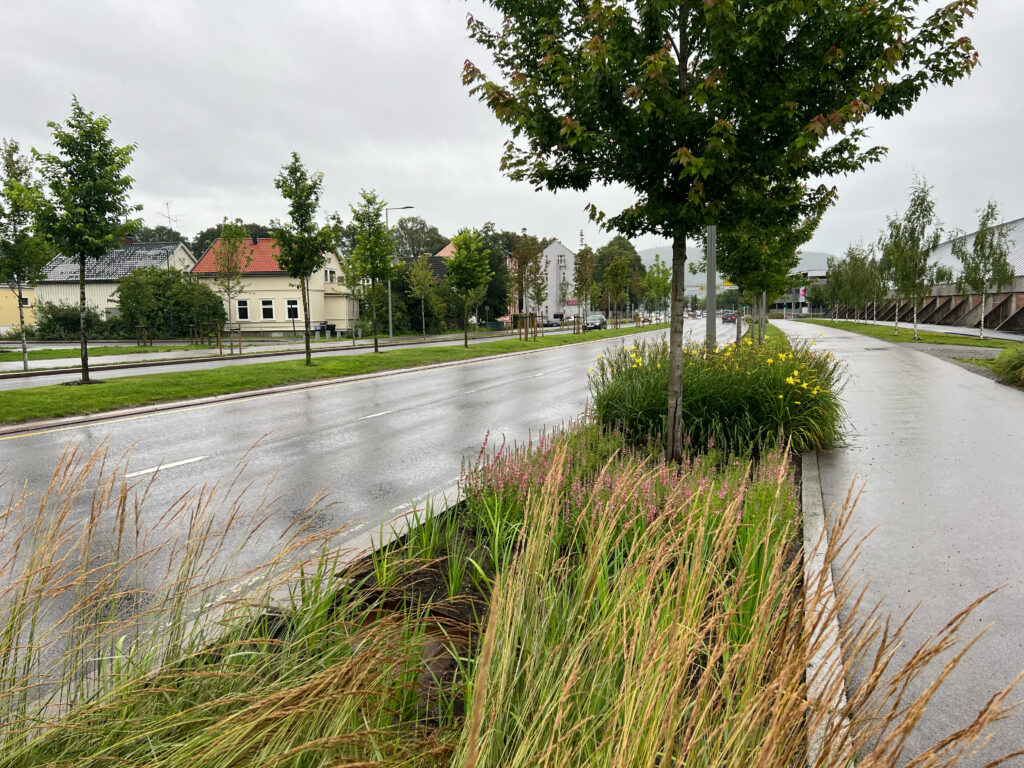 Regnbed med trær og planter mellom veibane og gangfelt. Foto.